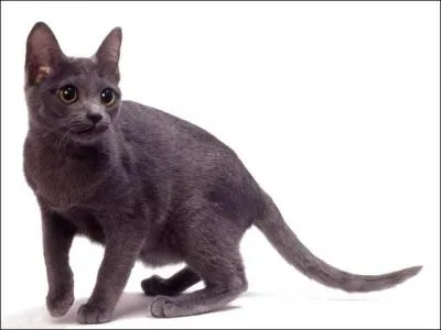 Ce chat à poil court est le :