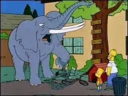 Comment l'appelle-t-on en France ?