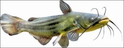 Comment s'appelle ce poisson ?