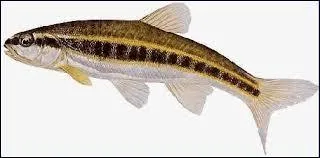 Comment s'appelle ce poisson ?