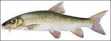 Comment s'appelle ce poisson ?