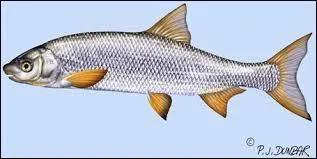 Comment s'appelle ce poisson