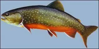 Comment s'appelle ce poisson ?