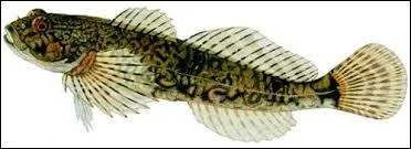 Comment s'appelle ce poisson ?