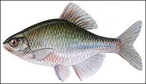 Comment s'appelle ce poisson ?