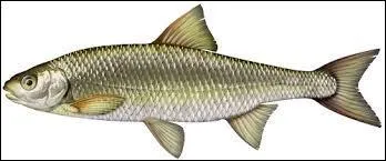 Comment s'appelle ce poisson ?