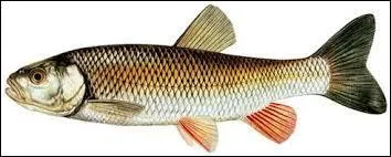 Comment s'appelle ce poisson ?