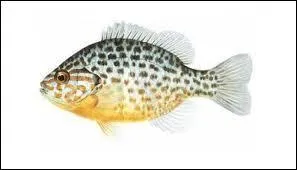 Comment s'appelle ce poisson ?