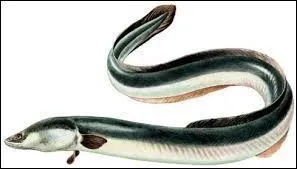 Comment s'appelle ce poisson ?