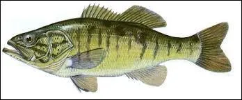 Comment s'appelle ce poisson ?