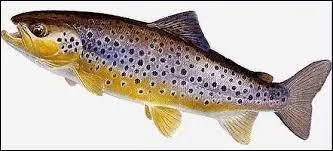 Comment s'appelle ce poisson ?