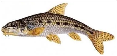 Comment s'appelle ce poisson ?