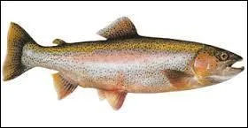 Comment s'appelle ce poisson ?