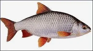 Comment s'appelle ce poisson ?