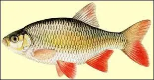 Comment s'appelle ce poisson ?