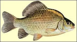 Comment s'appelle ce poisson ?