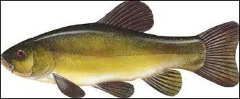 Comment s'appelle ce poisson ?