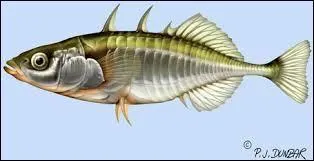 Comment s'appelle ce poisson ?