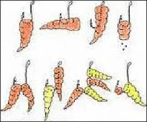 Que ferez-vous au bout de l'hameçon pour attirer les poissons ?