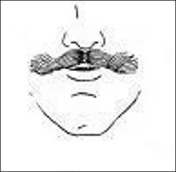 Pour dire vrai, ce qualificatif m'était inconnu concernant une moustache, mais on ne va pas en faire une salade, non ?