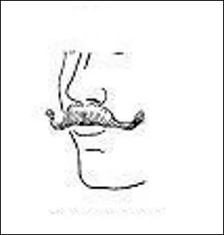 Il n'y a apparemment pas que le béret ou la baguette, mais la moustache peut l'être ! N'est-ce pas ?