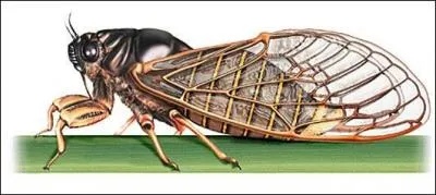 (Voir photo) - Il faut demander : «  » pour obtenir la réponse : « Un insecte » (Cochez-la question)