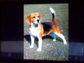 Quelle est cette race ?