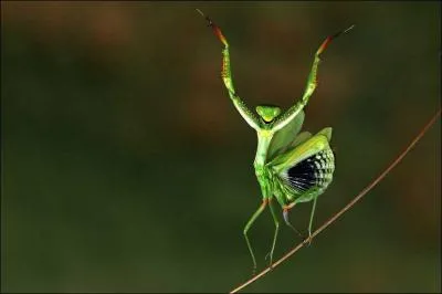 Dans quel art martial utilise-t-on "la boxe de la mante religieuse" ?