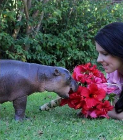 Sur quel continent pouvez-vous voir un hippopotame pygmée à l'état sauvage ?