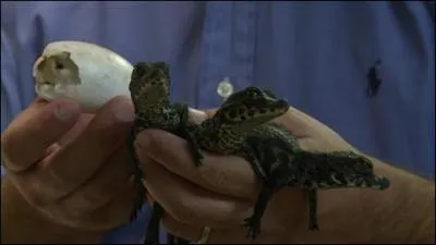 Le petit crocodile nain d'Afrique est un cas à part, bien entendu, il mange des mammifères, poissons, crustacés mais également ...