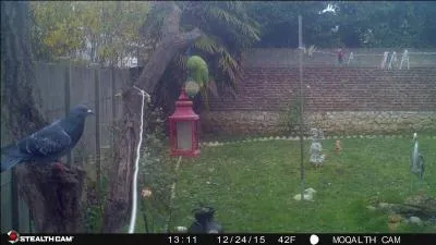 Les perruches à collier envahissent l'Europe, comment reconnaît-on le mâle !