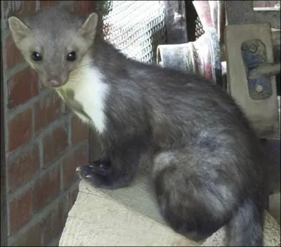 De ces trois mustélidés, l'un apprécie particulièrement les greniers, lequel ?