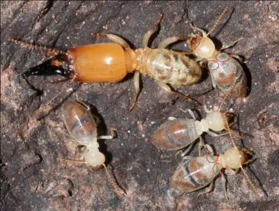 Chez une certaine espèce de termite guyanais, en cas d'attaque (autres termites ou fourmis par exemple), quelques membres de la colonie emploient une technique de défense très efficace !