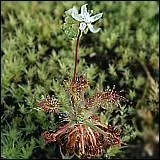 Et enfin, cette Drosera dfinie comme 'miniature' ?