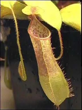 Cette plante est un Nepenthes... Oui, mais lequel ?
