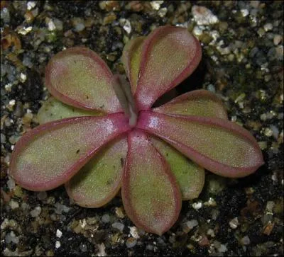 Quel est ce Pinguicula ?