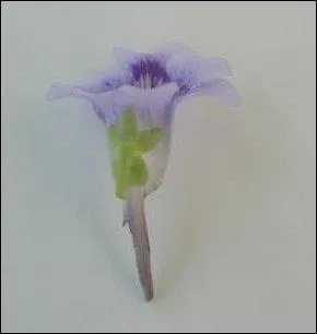 Et cette fleur-ci ? Auquel appartient-elle ?