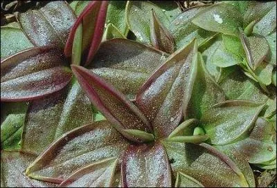 Quel est ce Pinguicula d' Amrique du Nord ?