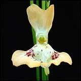 Quel est cet Utricularia ?