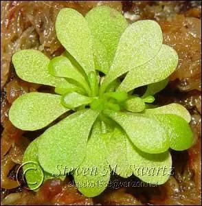 Comment s'appelle celle-ci particulirement difficile  cultiver ?