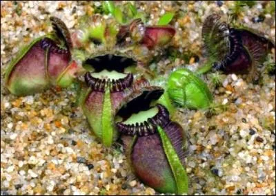 Quelle est cette plante, trs convoite ?