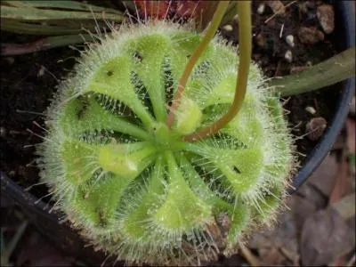 Et cette drosera pouvant mettre ses poils en mouvements rapides, quel est son nom ?
