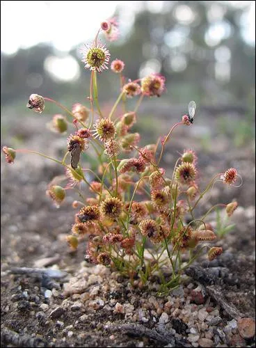 Et celle-l, qui forme de petits bulbes de tailles et de couleurs variantes ?