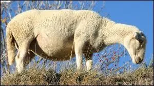 Quelle est la femelle du mouton ?
