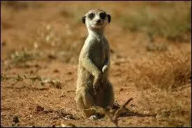 Quel est cet animal ?