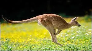 À quelle hauteur peut sauter le kangourou ?