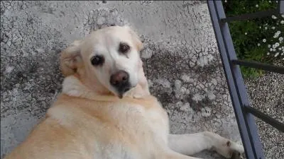 Quelle est cette race de chien ?