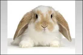 De quelle race est ce lapin ?
