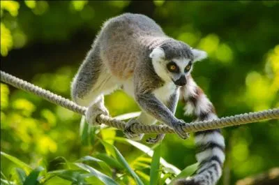 Quel est cet animal ?