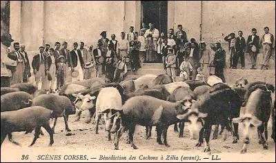 La Corse, montagneuse et couverte de chênaies, est propice à l'élevage et à la préparation des jambons : comment le nomme-t-on ?